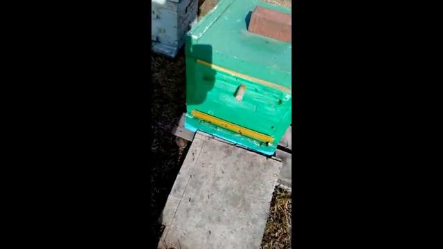 первый нектар и пыльца смотреть онлайн