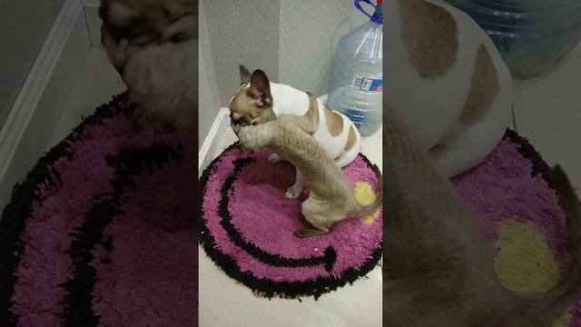 Бой корниш-рекса с французским бульдогом смотреть онлайн