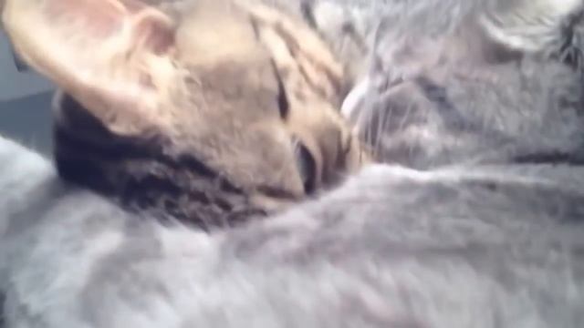 Два милых котика смотреть онлайн