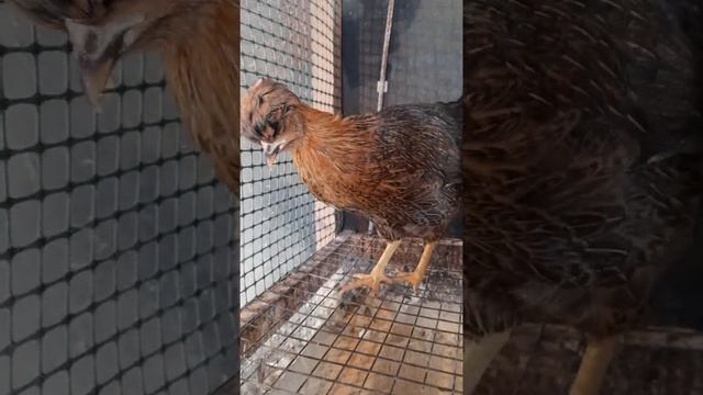 Русская хохлатая, уже 3 месяца! смотреть онлайн