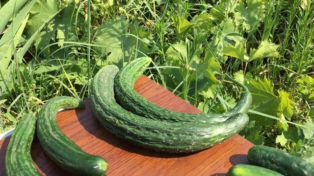 Огурцы. 10-ка новейших сортов и гибридов смотреть онлайн