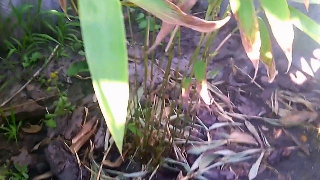 Бамбук из семян АлиЭкспресс. смотреть онлайн