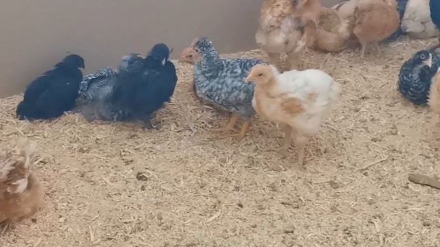 Редкие породы кур: им 1 месяц. "Мое Подворье" смотреть онлайн