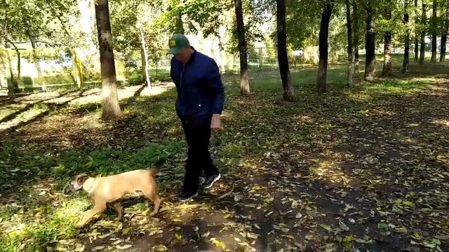 Малинуа как отучить тянуть поводок.