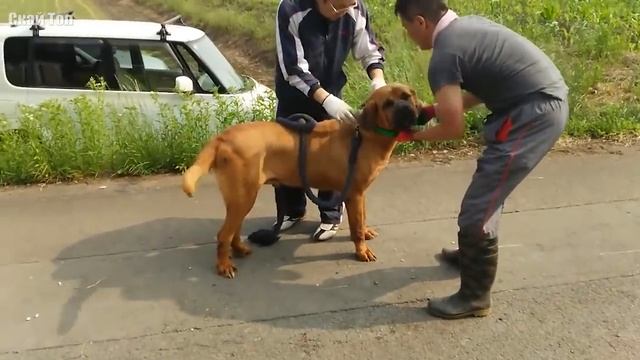 Собаки с самым сильным укусом! Когда у пса стальная челюсть... смотреть онлайн