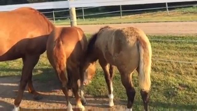 Ajax checks out the feed pans. смотреть онлайн