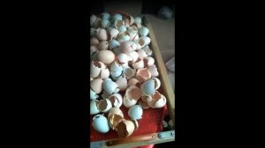 Яичная скорлупа, как  правильно давать курам?