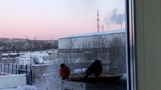 # Mister Колян делает САМ Кормушку для птиц! часть 2(продолжение)! Прилетели снегири красногрудые. смотреть онлайн