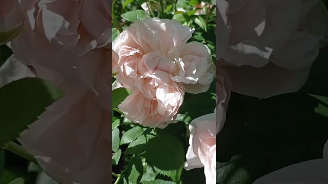 Английская пионовидная роза 🌹 МАРИЯ МАГДАЛЕНА 🌹. смотреть онлайн