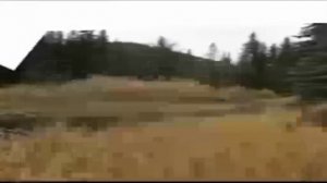 Мем с медведем который подходит к камере ОАОАООАОАОАОАОРАА