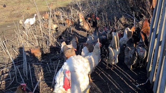Вы всегда будете с яйцом и мясом, а ещё они просто радуют глаз/Супер-куры/ПРОДАМ ИНКУБАЦИОННОЕ ЯЙЦ смотреть онлайн