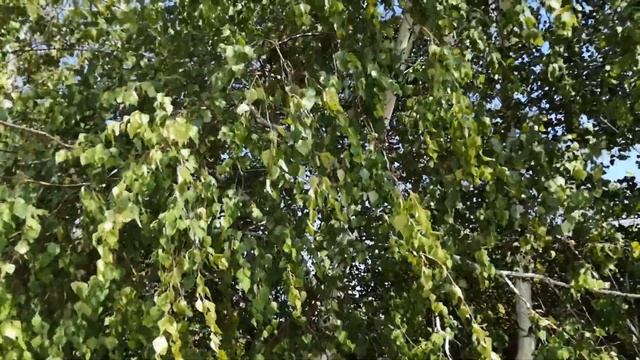 Березы футаж фон смотреть онлайн