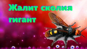 🐝 Шок! Жалит Сколия Гигантская, самая крупная оса России. Санаторий Аврора, Лазаревское. 🐝