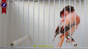 канарейки португальский арлекин,  самцы 2020, питомник "Ах, арлекино "