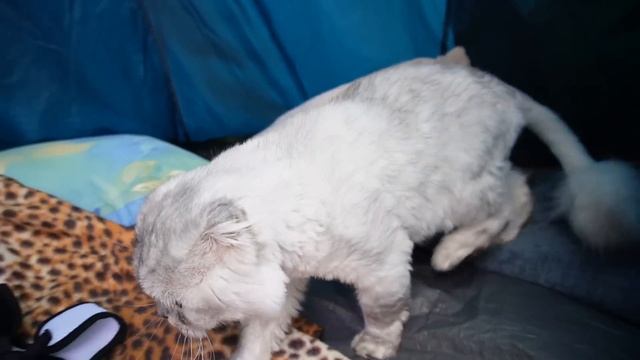 MAMA.EXE в РЕАЛЬНОЙ ЖИЗНИ в ТРЁХКОМНАТНОЙ ПАЛАТКЕ С КОТАМИ И СОБАКОЙ | ВЫЗВАЛИ ДУХА смотреть онлайн