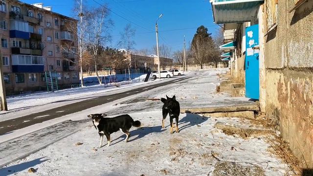 Комсомольск. Собаки нападают на людей/ завтрак аристократа))) с икрой смотреть онлайн