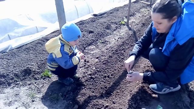 Посадка огурцов в открытый грунт смотреть онлайн