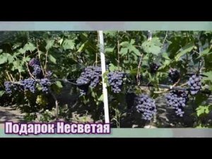 Виноград Подарок Несветая - урожайный и устойчивый