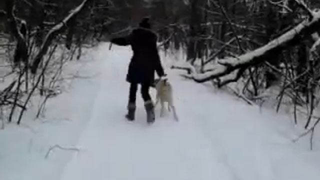 Лабрадор 1,5 года смотреть онлайн