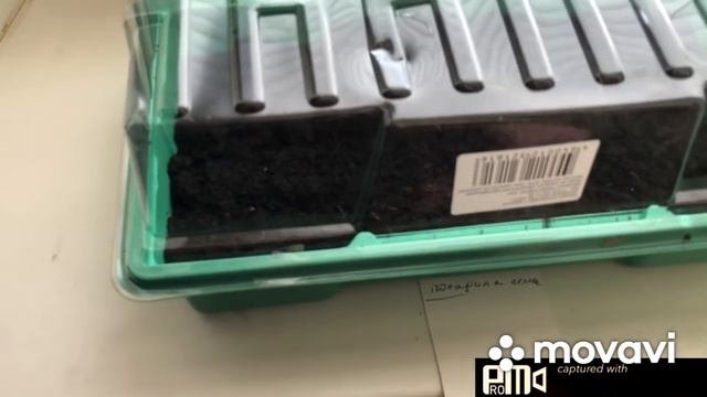 Посеяла семена ели из шишки..Результат удивил! смотреть онлайн