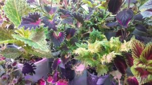 Колеусы. Трейлинги ( ампельные сорта) . Ответы на вопросы.