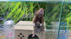 ПОДАРКИ ДЛЯ ХОМЯКА! ПРИБИРАЮ В ДОМИКЕ!