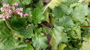 Бадан Уникальное целебное и полезное растение