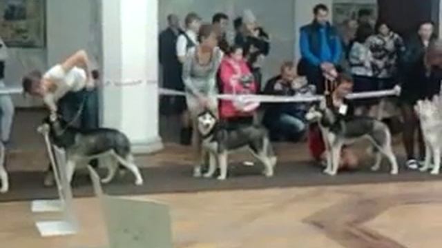 Выставка собак в городе Ростове-на-Дону смотреть онлайн