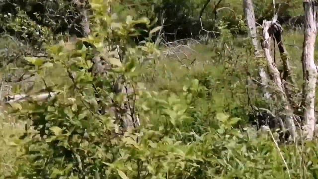 На память для себя .Пушка . Хватов-Завод . смотреть онлайн