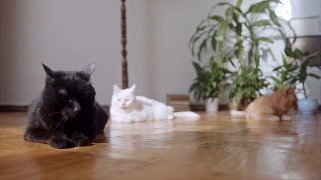 Jak obserwować zwierzęta podczas nieobecności w domu? | Ezviz C1C | #TUTORIALnaMAXa смотреть онлайн