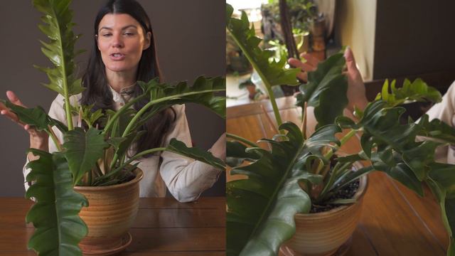 Philodendron sp. 'Jungle Boogie' Houseplant Care — 244 of 365 смотреть онлайн