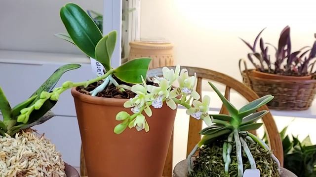 Японский фаленопсис Sedirea japonica смотреть онлайн