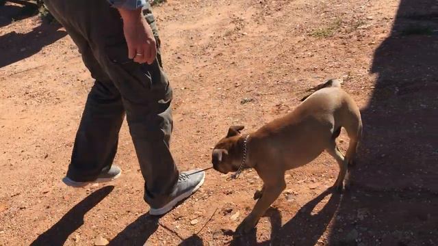 Австралийский щенок развязывает шнурки смотреть онлайн