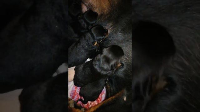 Щенки ротвейлера питомник "Real BLACK TEAM" смотреть онлайн