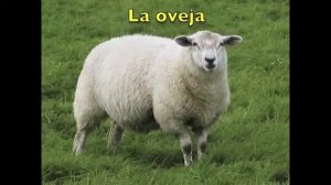 Vocabulario 15. Animales domésticos - с субтитрами - Испанский Видеословарь. Тема ДОМАШНИЕ ЖИВОТНЫ