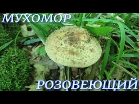 №722/ НЕВЕРОЯТНАЯ прогулка в ЛЕС по ГРИБЫ( Белые, Лисички, Мухомор Розовеющий)
