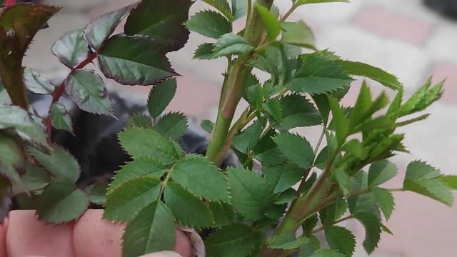 Саженец розы с сюрпризом ‼или обязательно уберите это у роз ‼ смотреть онлайн