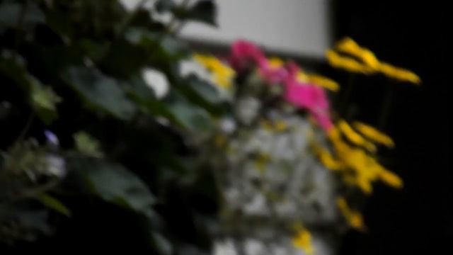 Summer Test Shots - Nikon CoolPix L810 смотреть онлайн