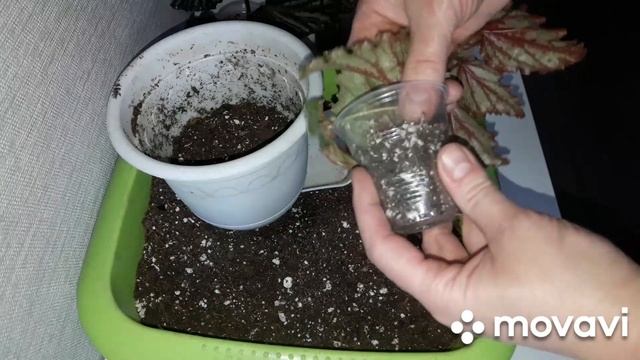 КОМНАТНЫЕ РАСТЕНИЯ(ЦВЕТЫ).ПОКУПКИ,ПОДСВЕТКА,БЕГОНИИ. смотреть онлайн