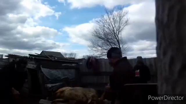 Забой свиньи смотреть онлайн