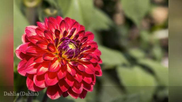 10 Best Summer-Blooming Bulbs 🧧 смотреть онлайн