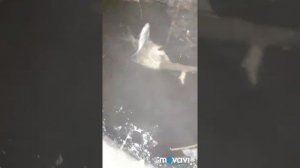 Замор рыбы в Агаповке,