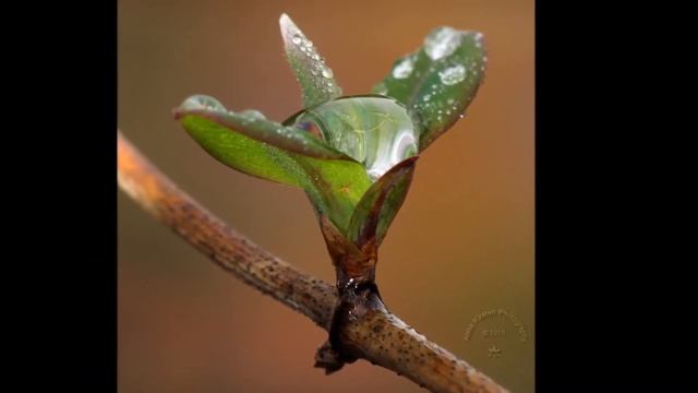 Тарковский Арсений Я учился траве раскрывая тетрадь смотреть онлайн