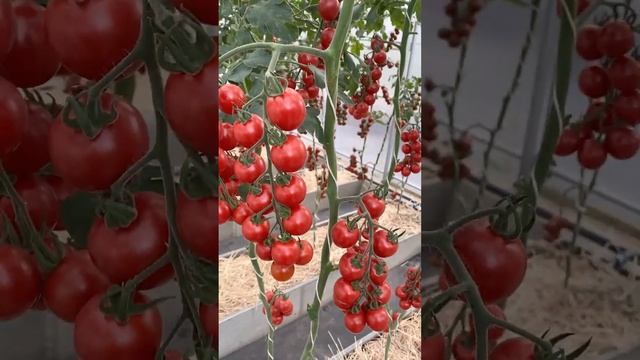 Вы выращивали томат Зимняя вишня? | #SemenaPartnerShorts смотреть онлайн