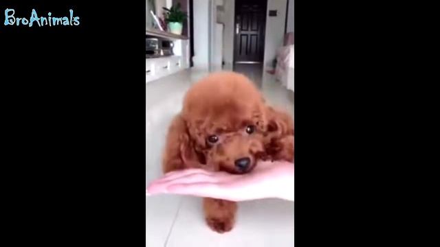 Милые Детеныши Животных котята щенки ,Прикольное видео про животных , Добрые Животные приколы смотреть онлайн