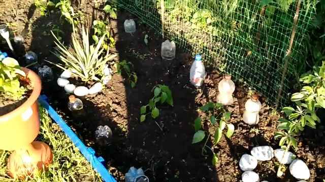 Пересадила розы.Расцвел белый гибискус. смотреть онлайн