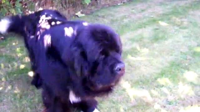 Gizzy the barking machine смотреть онлайн