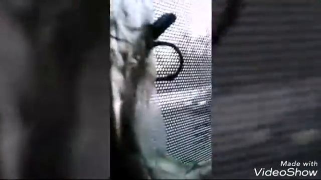 Vlog:едем к бабушке/празднуем Крещение☆☆ смотреть онлайн