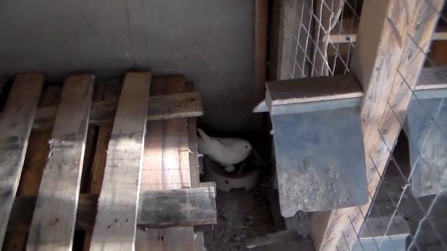 Мои николаевские (начало кладки яиц)15. 02. 2019 года.