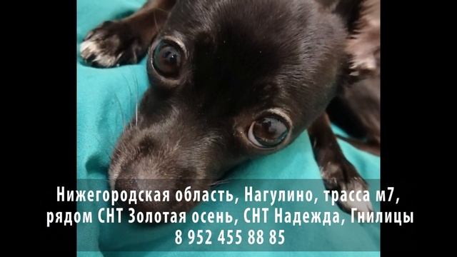 Пропала собака! Нижегородская область, Нагулино, трасса м7 смотреть онлайн